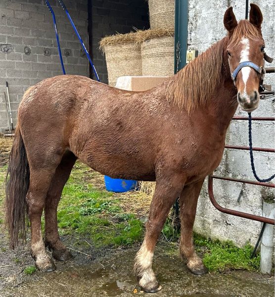Horses Ads For Sale in Tipperary DoneDeal
