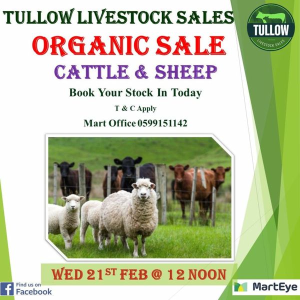 T 1 Beef Cattle Ad For Sale in Ireland DoneDeal