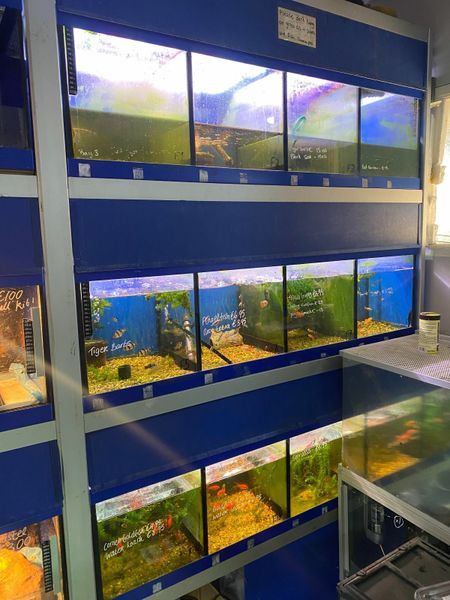 Used fish store outlet display tanks for sale