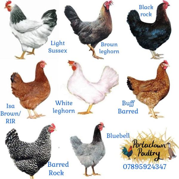 Coloured female pullets hens for sale chickens