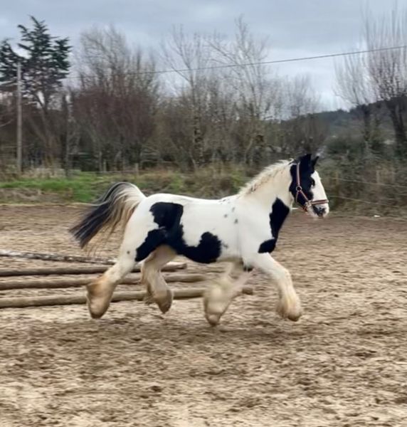 Equine Ads For Sale in Ireland DoneDeal