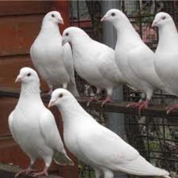 YOUNG PURE WHITE PIGEONS