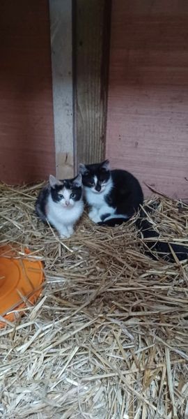 Barn kittens for store sale