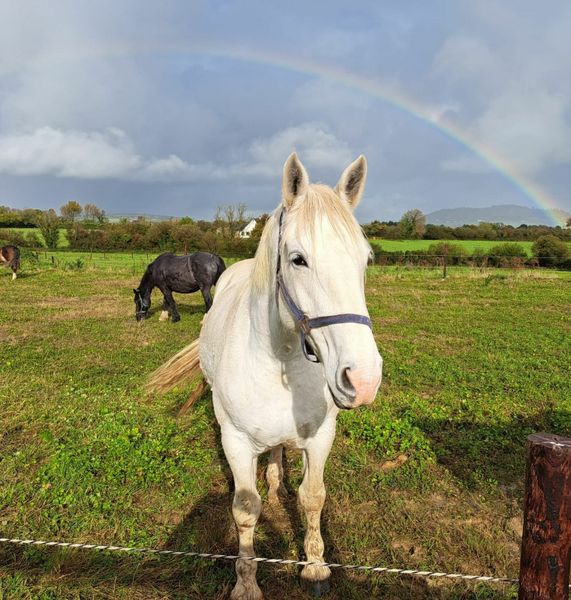 Equine Ads Wanted in Ireland DoneDeal
