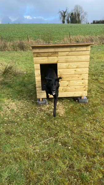 Done deal dog clearance kennels