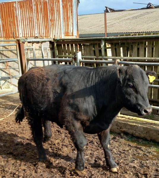 Beef Cattle Ads For Sale in Munster DoneDeal