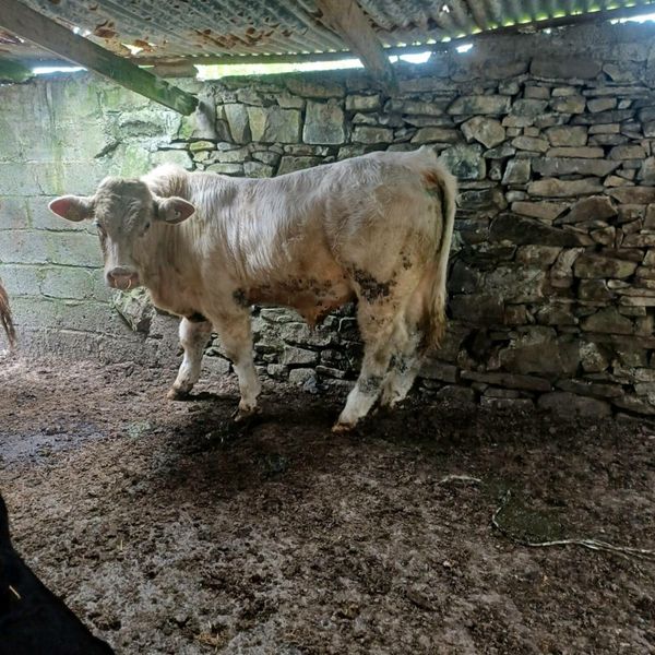 Timber 2 beef cattle ads for sale in connacht donedeal