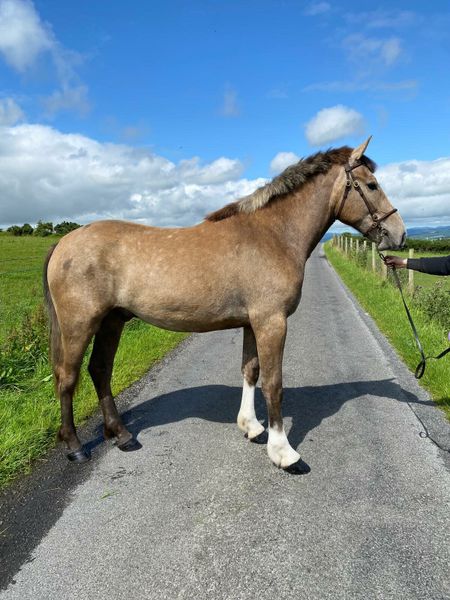 ear rings | 1 Horses Ad For Sale in Ireland | DoneDeal