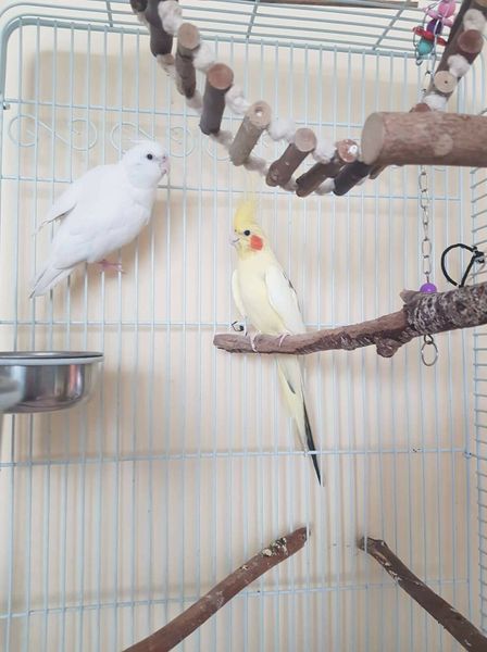 -(-2) | 48 Birds Ads For Sale in Ireland | DoneDeal
