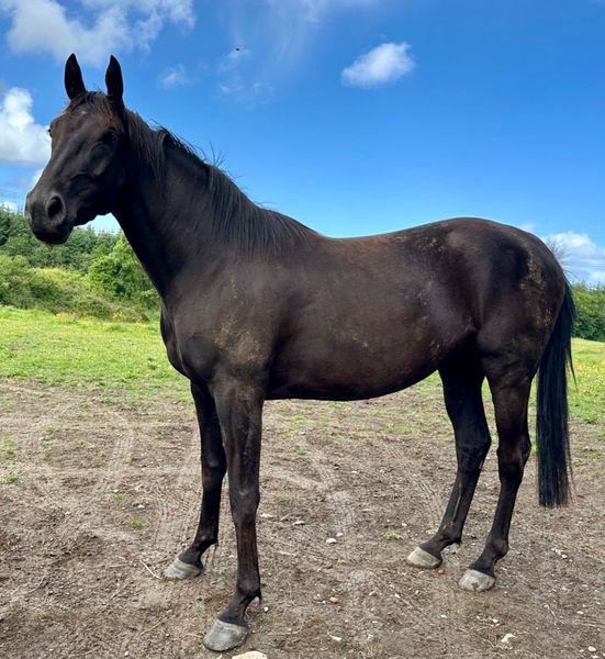 loose stones 1 Horses Ad For Sale in Ireland DoneDeal