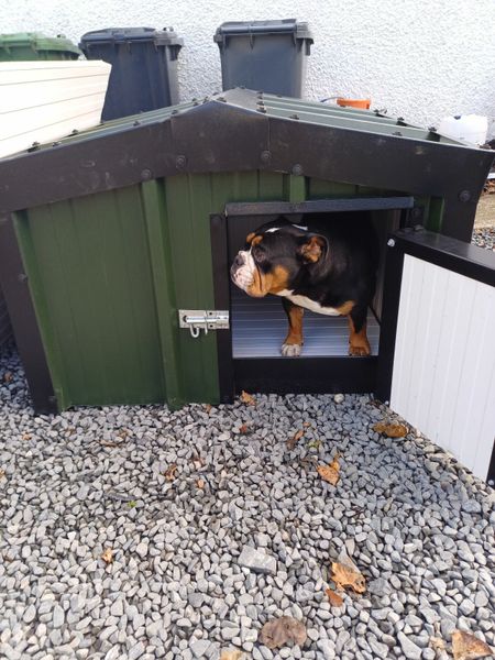 Done deal dog boxes best sale