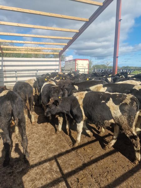 WANTED Friesian bulls 180kg to 320kg 322564028