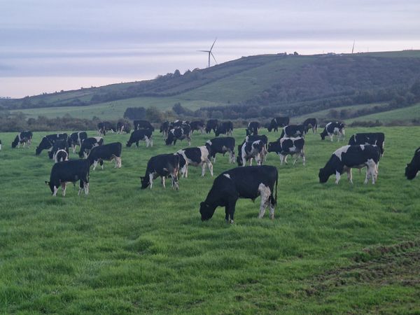 WANTED Friesian bulls 180kg to 320kg 322564020