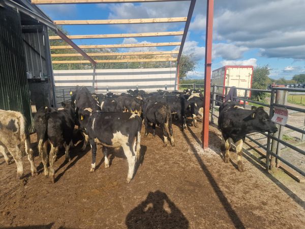 WANTED Friesian bulls 180kg to 320kg 322564032