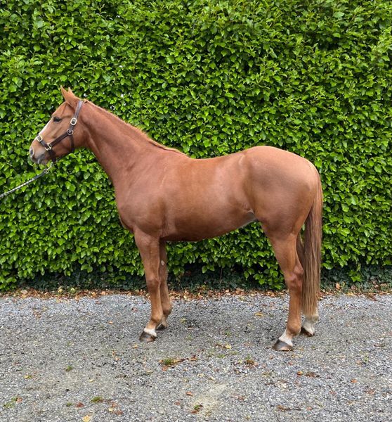 cool master 1 Horses Ad For Sale in Ireland DoneDeal