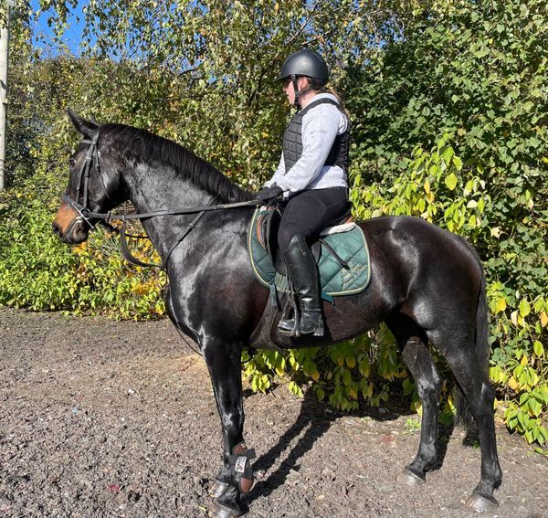 ladies and gents bikes 1 Animals Ad For Sale in Ireland DoneDeal