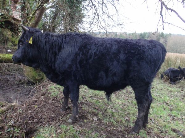 naked wemon having her period | 1 Farming Ad For Sale in Ireland | DoneDeal