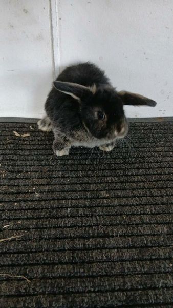 live rabbit for sale | 1,061 All Sections Ads For Sale in Ireland ...