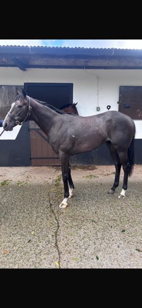 Retired Racehorse looking for a good home 366966258