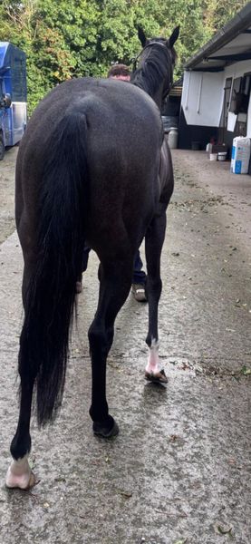 Retired Racehorse looking for a good home 366966263