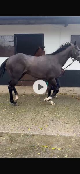 Retired Racehorse looking for a good home 367004411