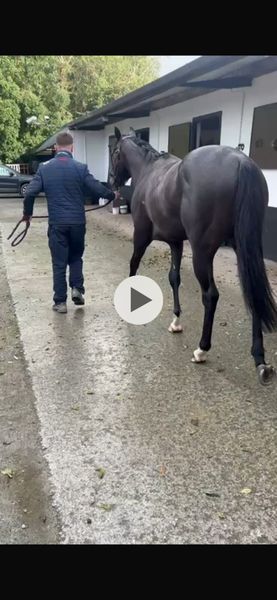 Retired Racehorse looking for a good home 367004412