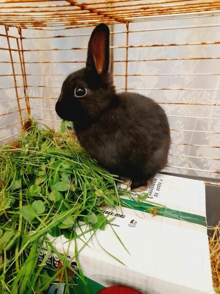 rabbits | 93 Animals Ads For Sale in Ireland | DoneDeal