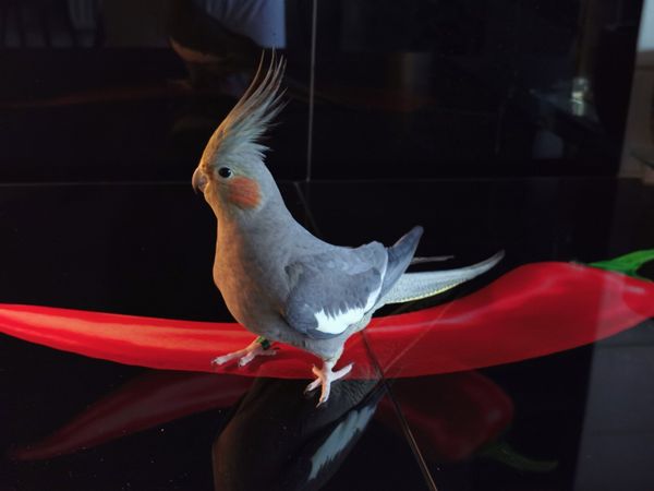 looking for ward to | 6 Birds Ads For Sale in Ireland | DoneDeal