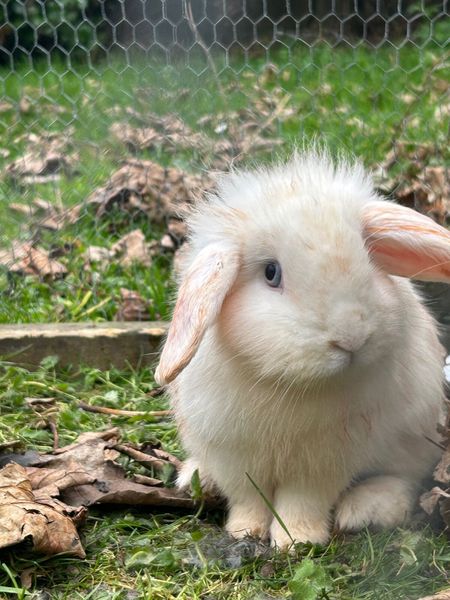 rabbits | 95 Animals Ads For Sale in Ireland | DoneDeal