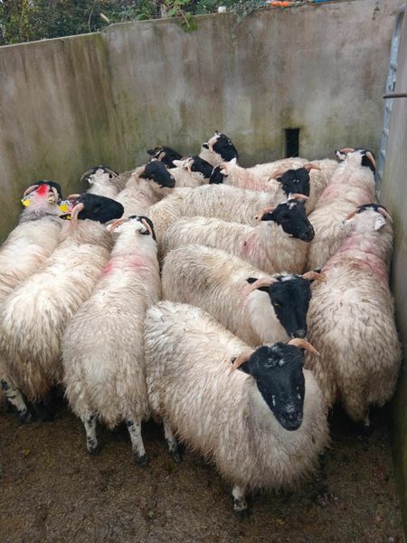 42 May born Mountain horned ewe lambs for sale in Co