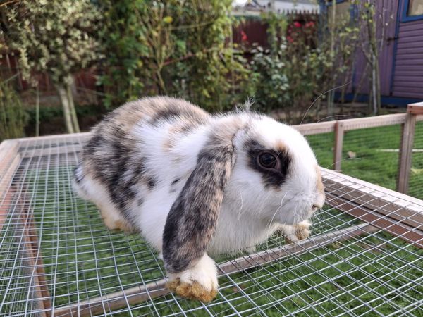 rabbits | 96 Animals Ads For Sale in Ireland | DoneDeal