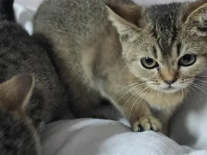 Savannah kittens for sale for sale in Fermanagh for £600 on