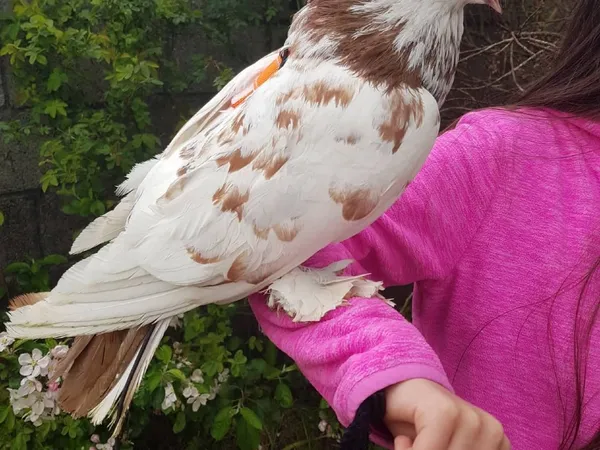 Baby pigeons hot sale for sale