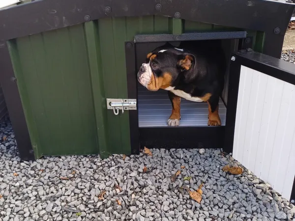 dog boxes or beds 484 All Sections Ads For Sale in Ireland DoneDeal