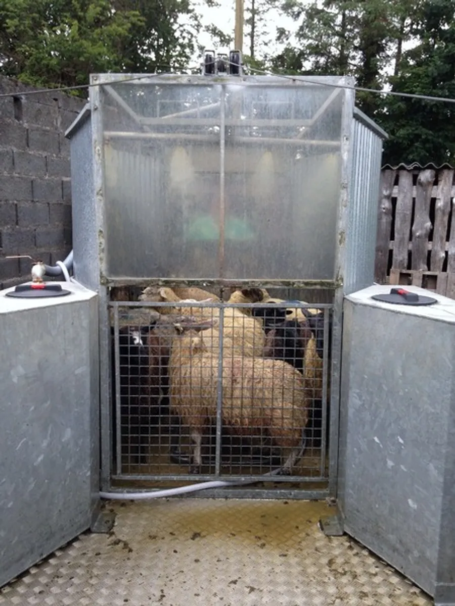 THE SHEEP SHOWER - Image 2