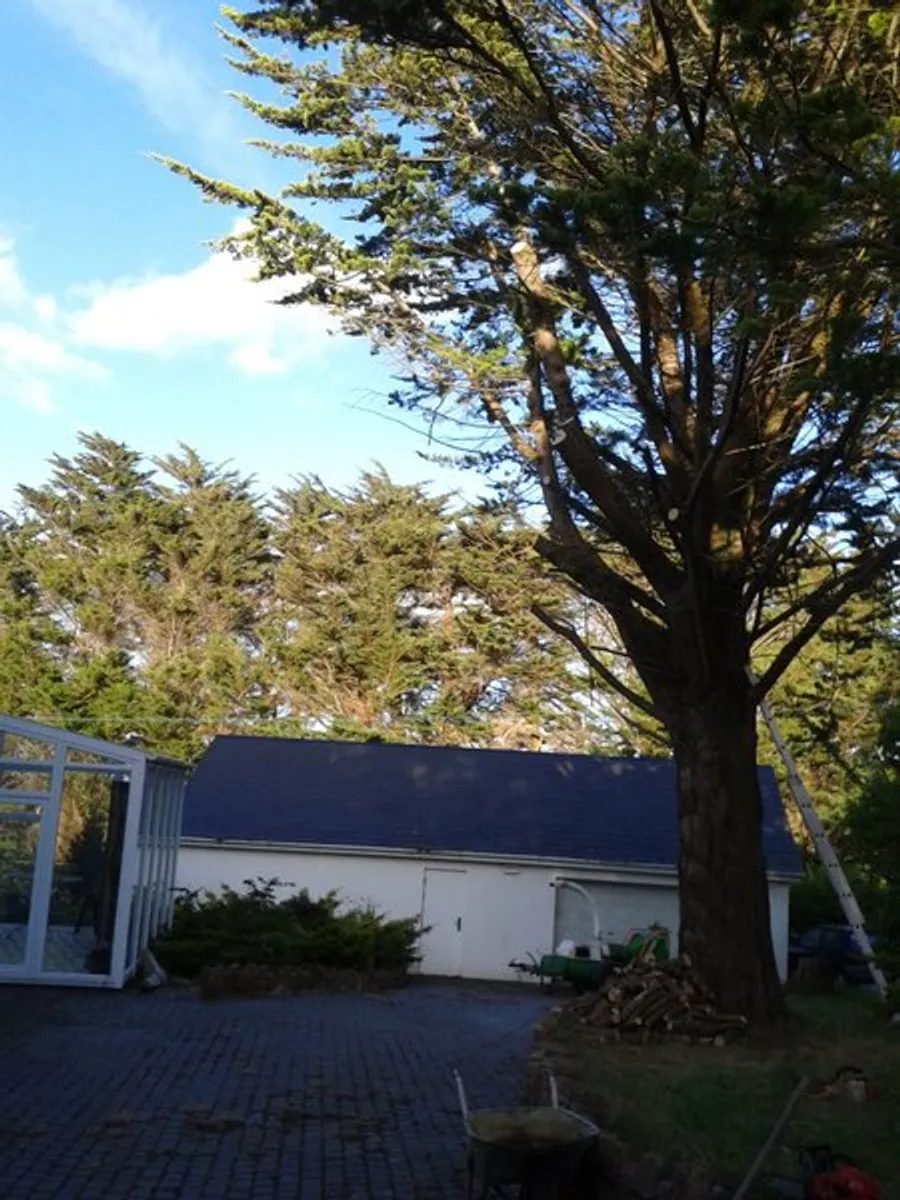 tree down.ie ie - Image 4