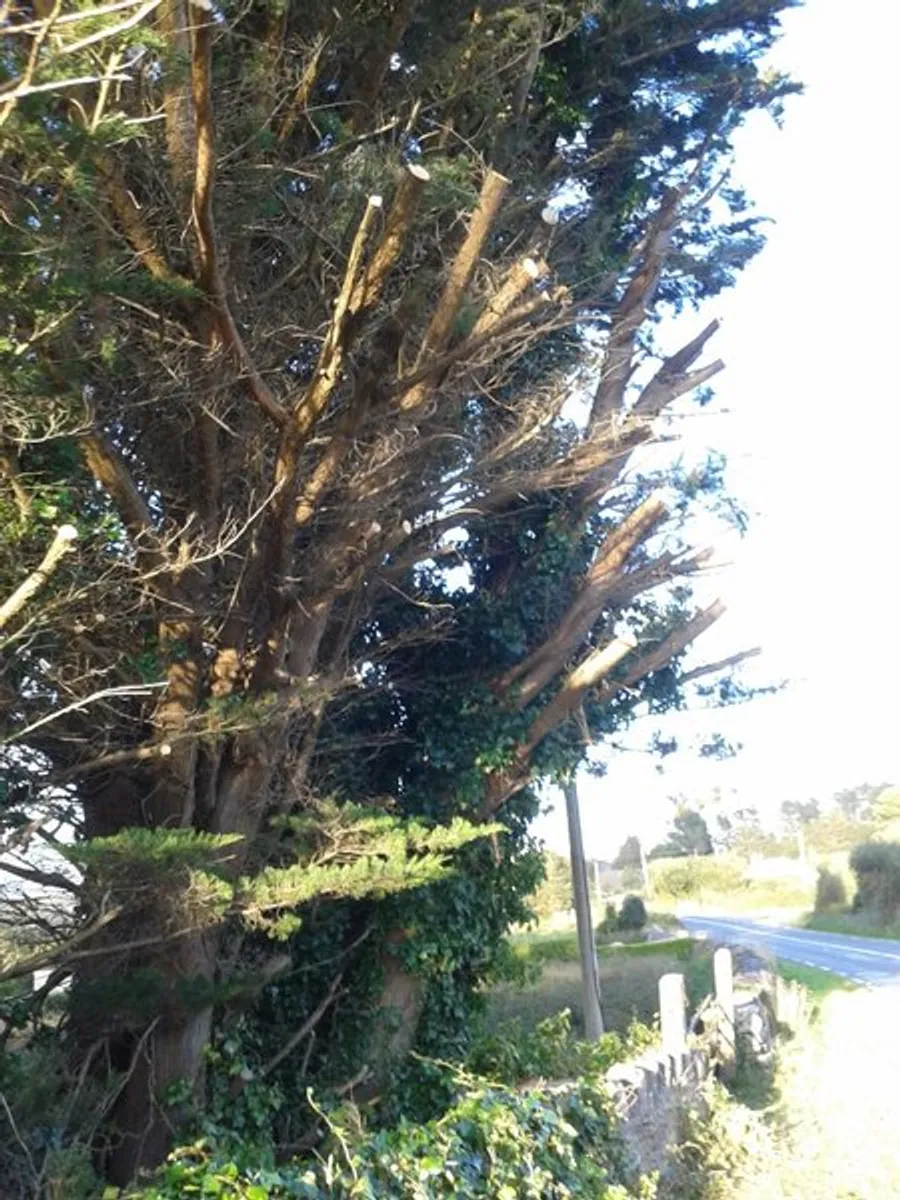 tree down.ie - Image 3