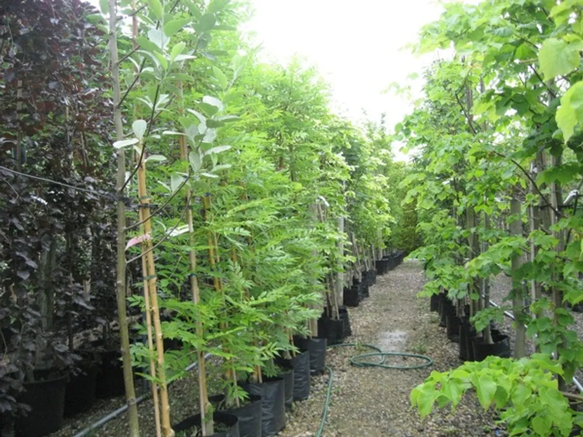 Trees Portuguese Laurel hedging - Image 2