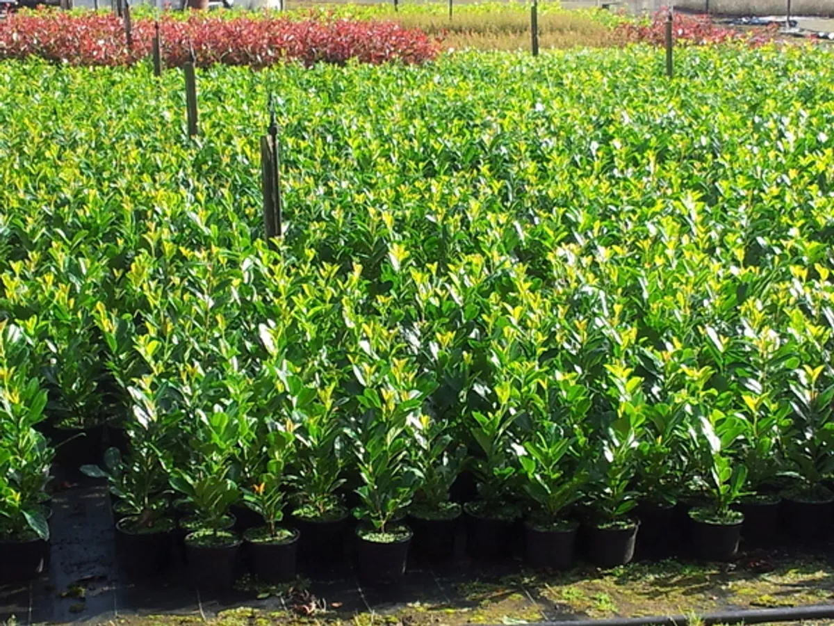 Laurel hedging potted 2 ft tall €3.50