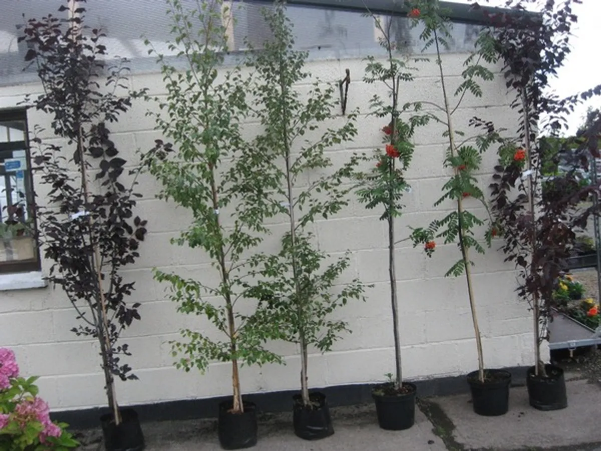 Trees , laurel, hedging - Image 1