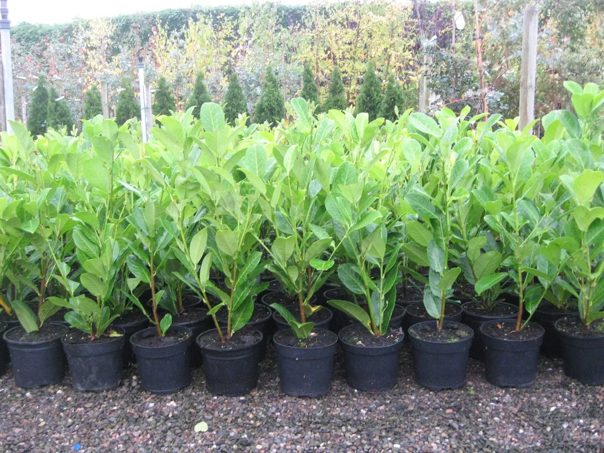 Trees,  laurel hedging - Image 4