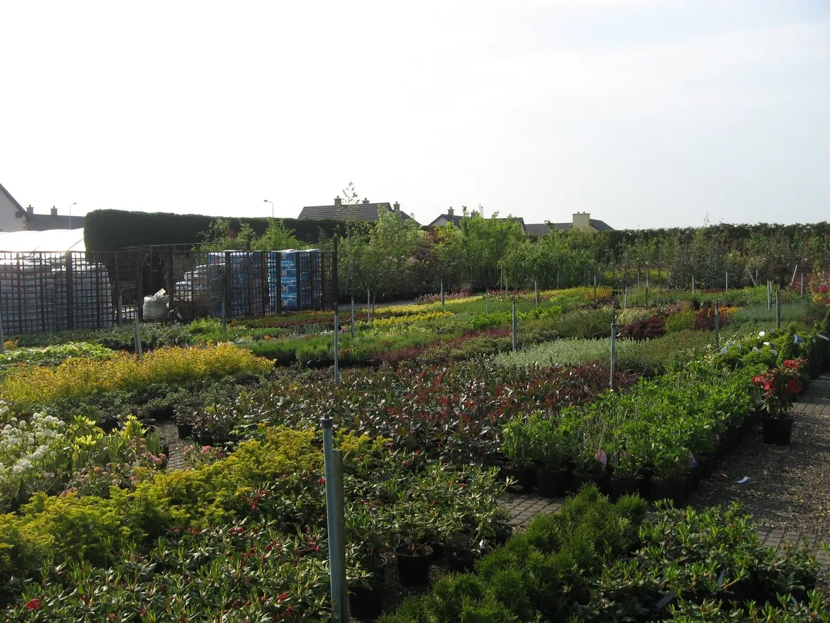 Trees , laurel, hedging - Image 3