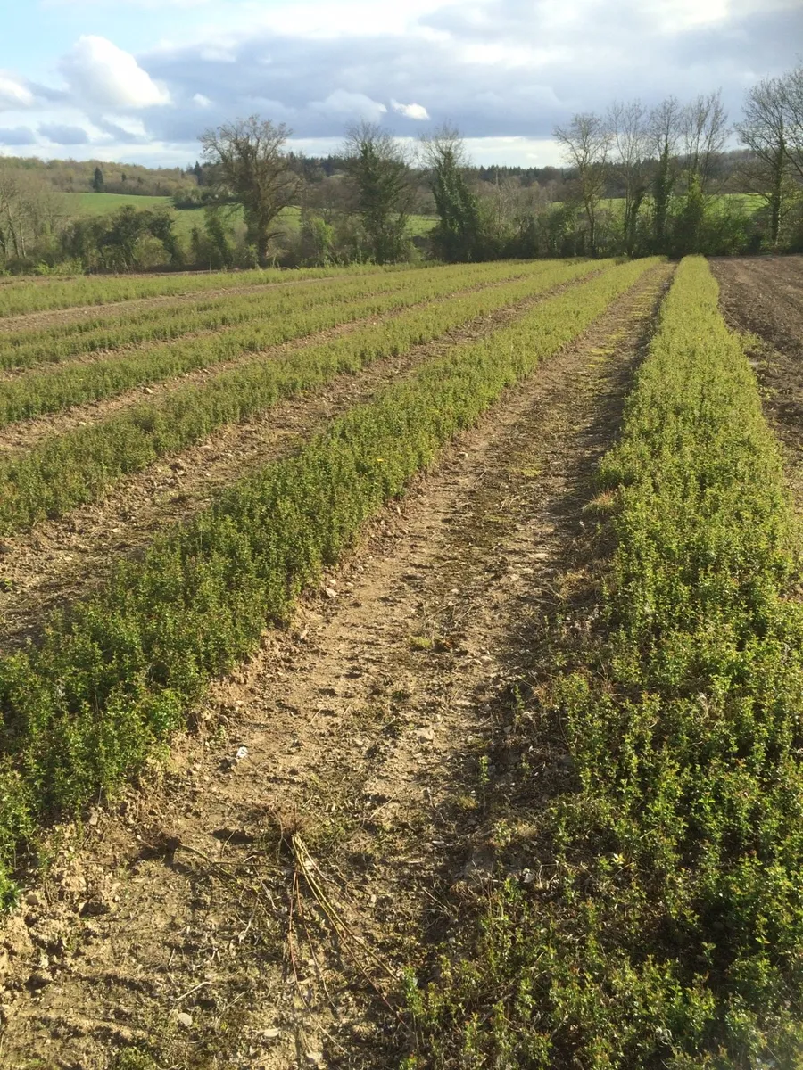 WHITETHORN (Hawthorn) hedging from €35 per 100 🌿 - Image 2