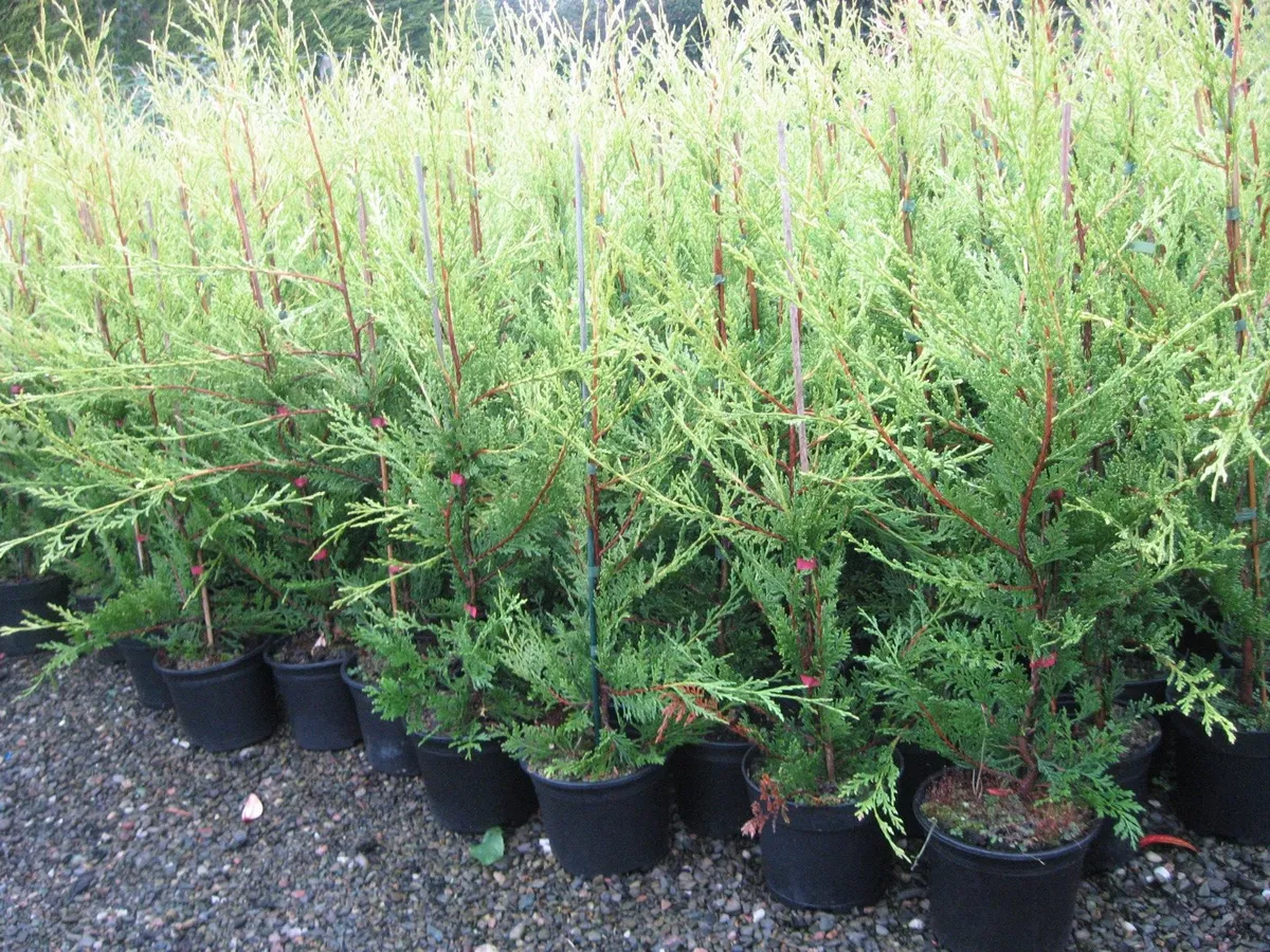 Leylandii , thuja