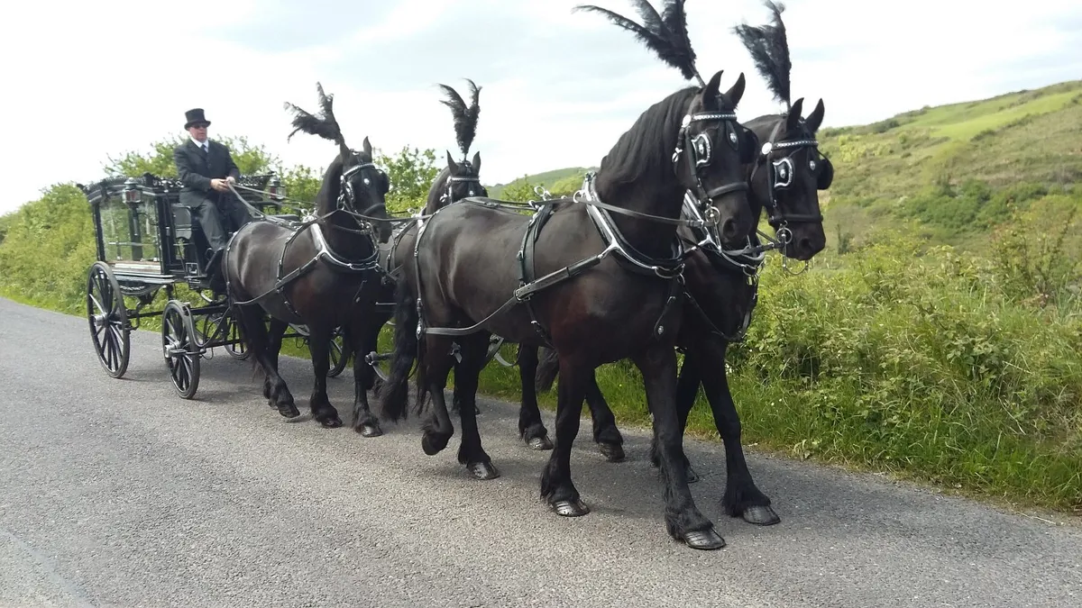 John O Grady Carriage Hire - Image 4