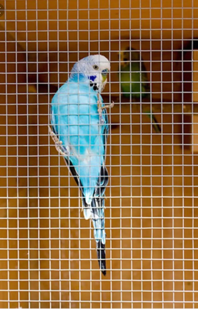Mesh rolls for Birds- wholesale Prices - Image 1