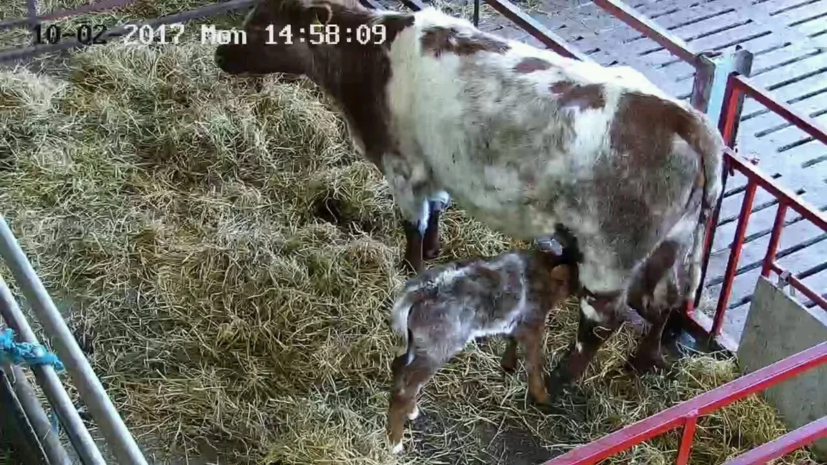 Calving cameras