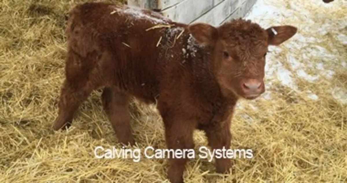 Calving camera systems