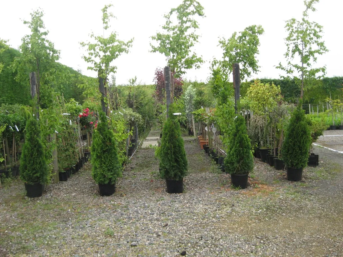 Trees , boxwood hedging - Image 2