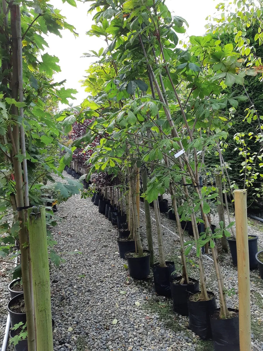 Trees ,  Boxwood  hedging - Image 1